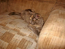 Angel-2-Canon--9-10-07