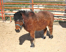 Jiminey-Crickett-Canon--3-1