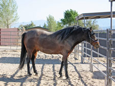 Lokie-1-Canon--6-16-07